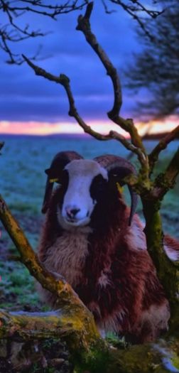 purebred jacob Ram