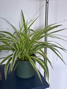 spider plant
