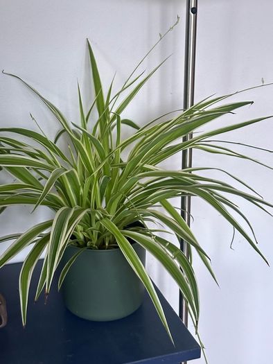 spider plant