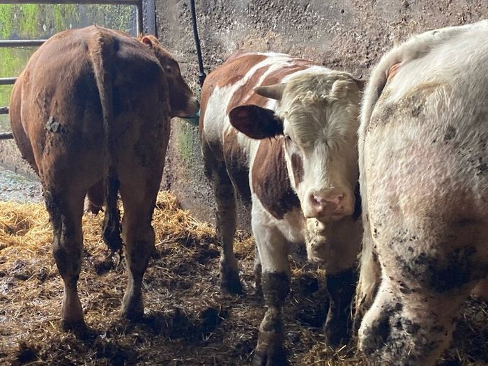 P b. Bulls