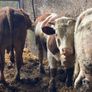 P b. Bulls Image 3