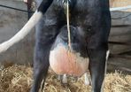 Fresh calved heifers