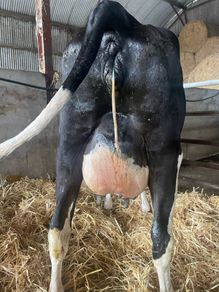 Fresh calved heifers
