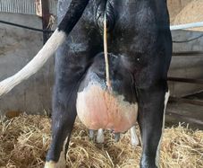 Fresh calved heifers