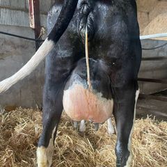 Fresh calved heifers