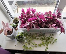 Houseplant Bundle Tradescantia Nanouk, Peperomia & Cacti