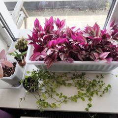 Houseplant Bundle Tradescantia Nanouk, Peperomia & Cacti