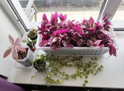 Houseplant Bundle Tradescantia Nanouk, Peperomia & Cacti