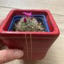 Mammilaria Cactus plant Image 3