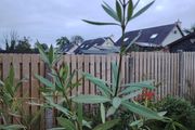Plant  pink