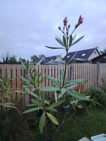 Plant  pink