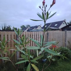 Plant  pink