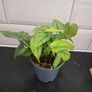 Plant Image 3