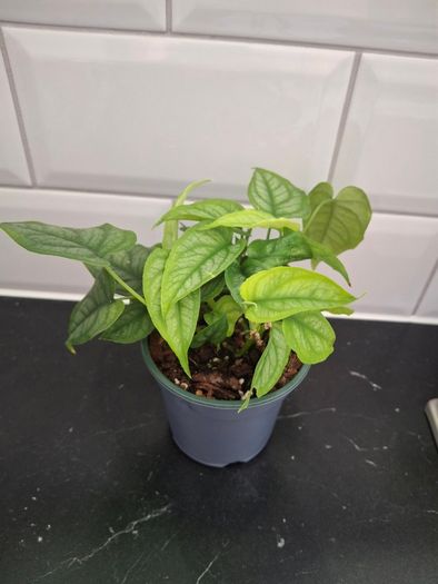 Plant