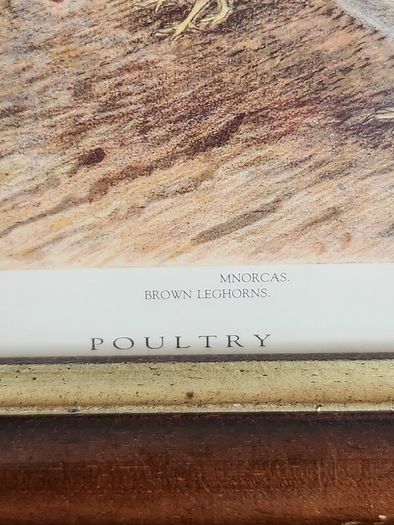 Beautiful Poltry Print Nicely Framed In Good Condition. See Photos For Same.
