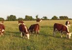 Pedigree Hereford Heifers