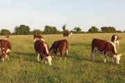 Pedigree Hereford Heifers