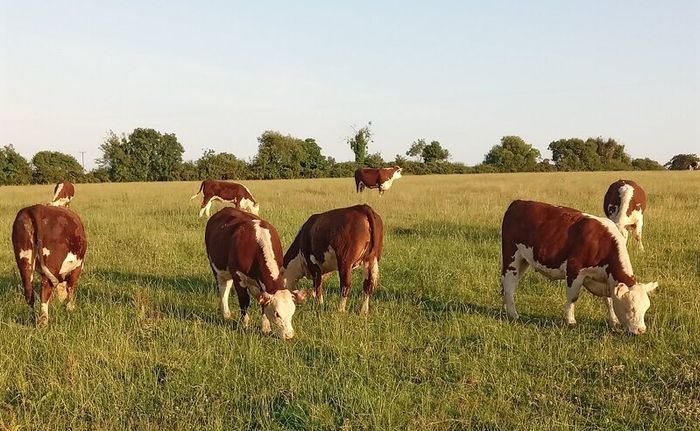 Pedigree Hereford Heifers