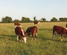 Pedigree Hereford Heifers
