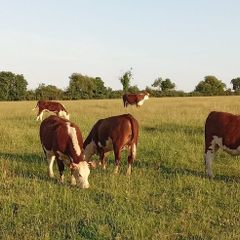 Pedigree Hereford Heifers