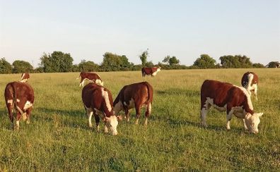 Pedigree Hereford Heifers