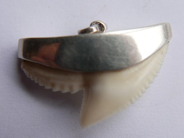 Vintage Sterling Silver Mounted Sharks Tooth Pendant