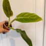 No.3 Philodendron Subhastatum Variegated Image 8