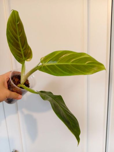 No.3 Philodendron Subhastatum Variegated