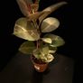 plant Image 4