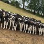 45 Fresian Bull Weanlings For Sale Image 5