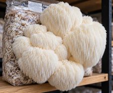 Mushroom Growing Kits and Live Mycelium Cultures