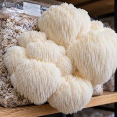 Mushroom Growing Kits and Live Mycelium Cultures
