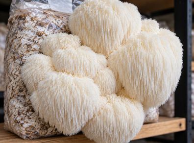 Mushroom Growing Kits and Live Mycelium Cultures