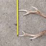 sika antlers Image 8