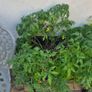 Tomato plants Image 2