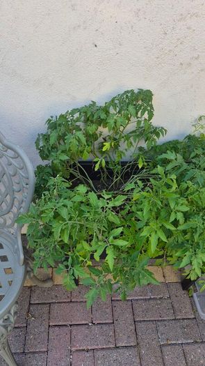 Tomato plants