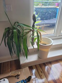 Plant Yucca Plant