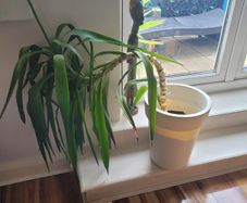 Plant Yucca Plant
