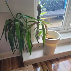 Plant Yucca Plant