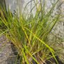 Grasses, New Zealand Iris Image 5