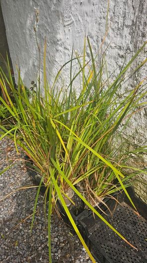 Grasses, New Zealand Iris