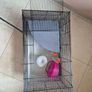 rat, chinchilla, hamster, guinea pig, rodent cage with accessories Image 2