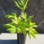 Tree Peony Yellow Height 50cm Image 7