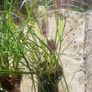 Pampas grass, Pony tails. Image 9