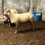 Rams Image 4