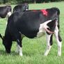 8 Pedigree registered Incalf Heifers Image 4