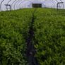 Instant Box Hedging 35 euro Image 4