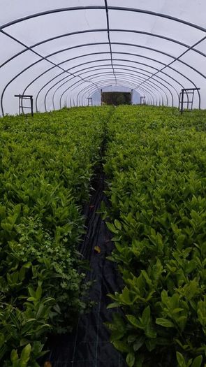 Instant Box Hedging 35 euro