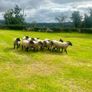 40 Hoggets Image 7