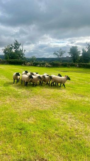 40 Hoggets